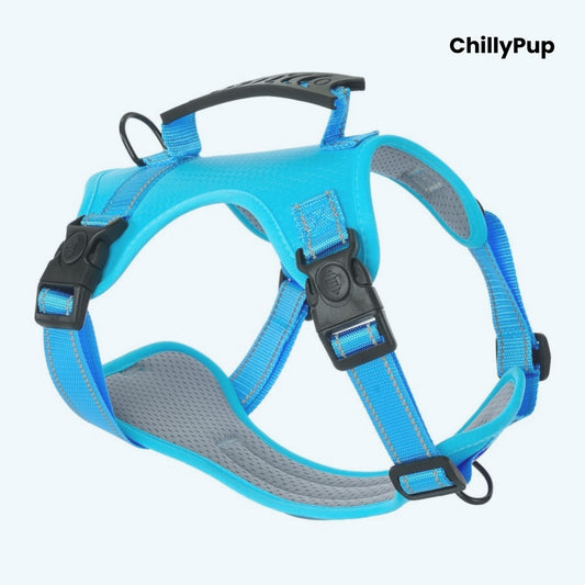 Blue dog harness with grey padding on a white background, branded 'ChillyPup'.
