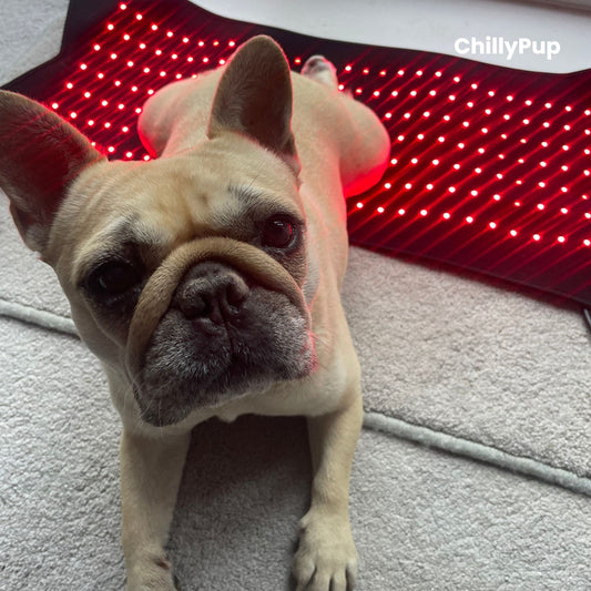 Mila lying on a red LED mat with 'ChillyPup' branding