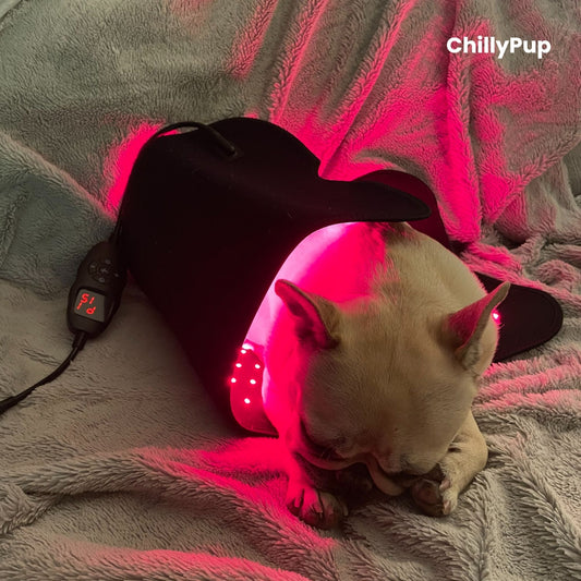 Mila Using large red light therapy pad with Chillypup branding