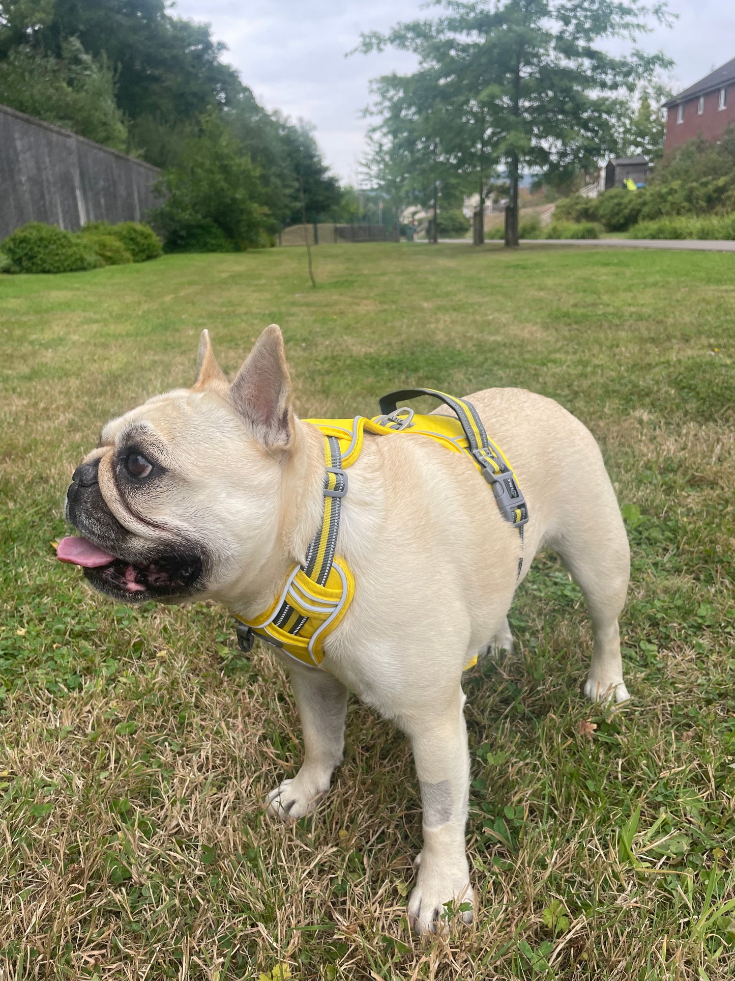 Mila wearing Yellow Harness on grass