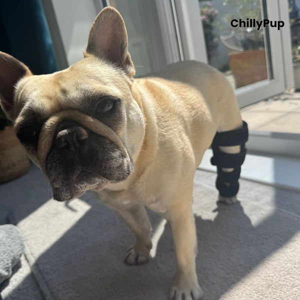 Red Light Therapy Leg Wrap for Dogs, Targeted Joint Support