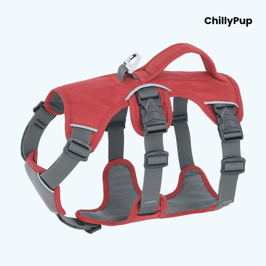 Black dog harness with 'ChillyPup' branding on a white background