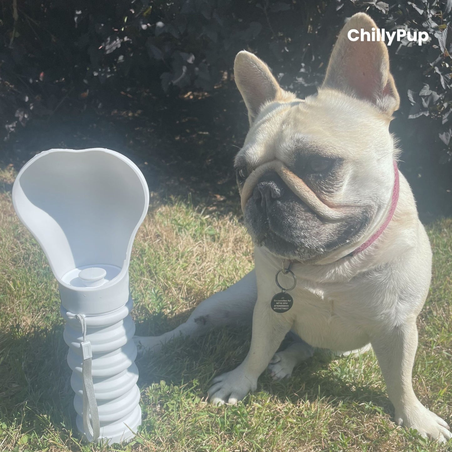 Dog sitting next to a foldable silicone water bottle on grass.