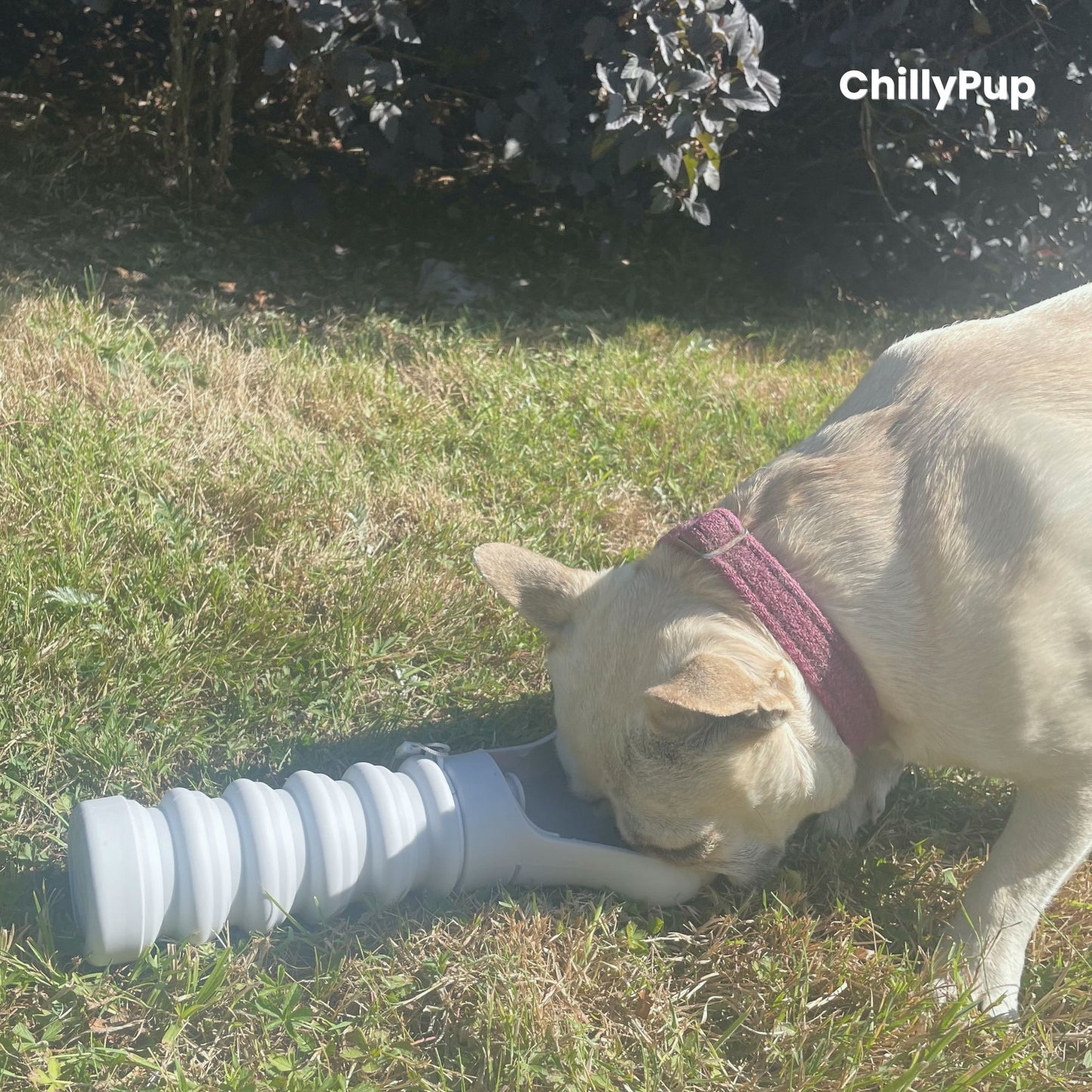 Dog drinking from foldable water bottle on the grass.