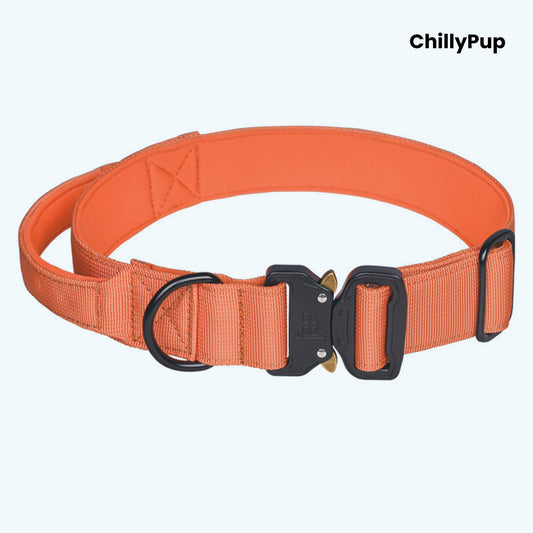 Orange dog collar with black hardware on a white background, branded 'ChillyPup'.