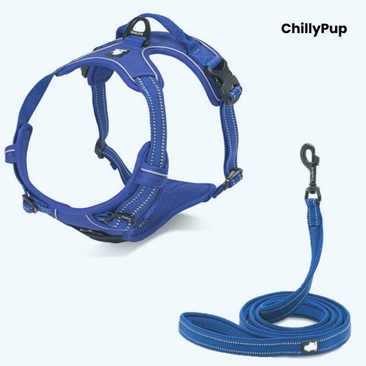 Blue dog harness and lead set with 'ChillyPup' branding on a white background