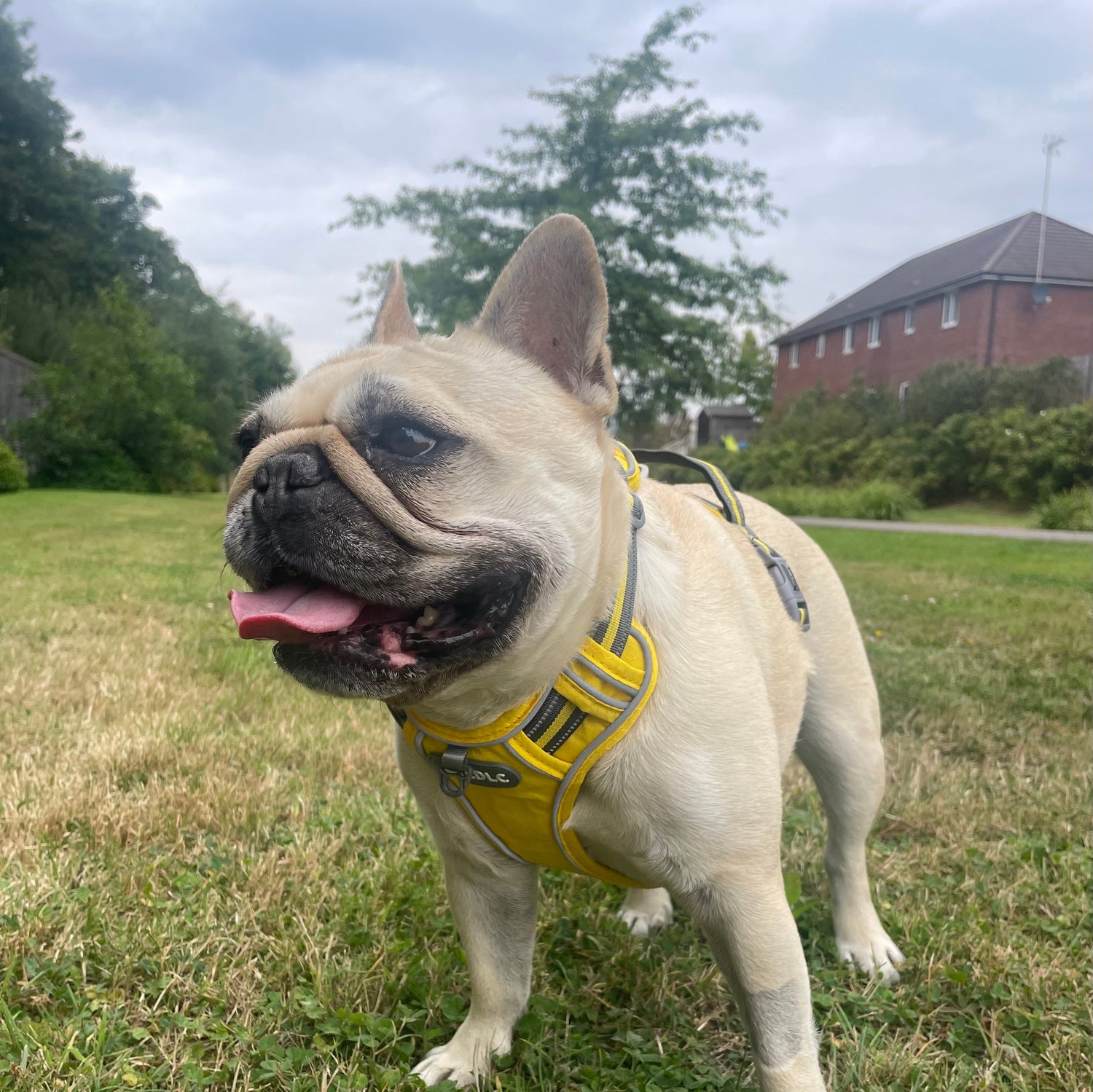 Dog Collars, Leads & Harnesses