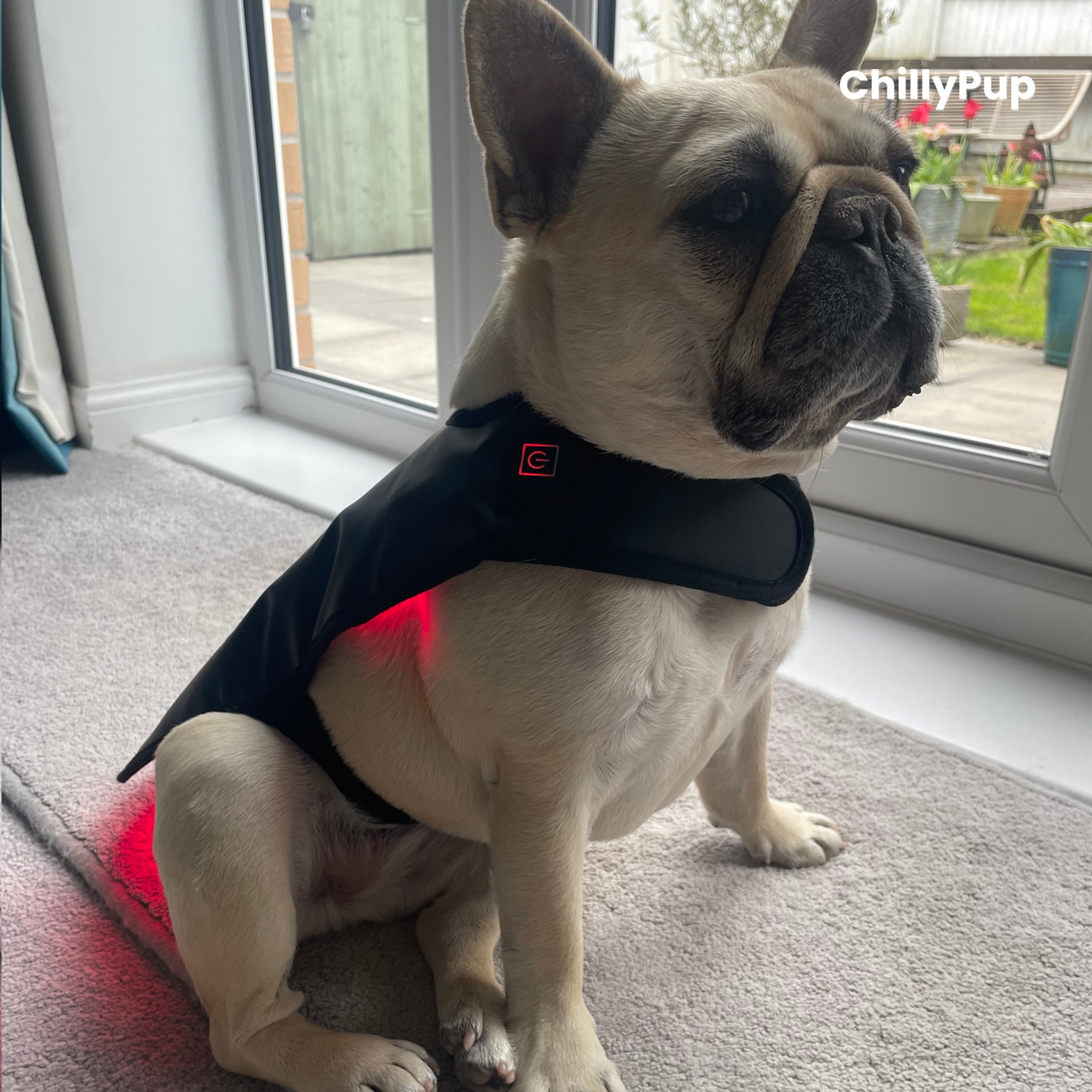 Red Light Therapy for Dogs