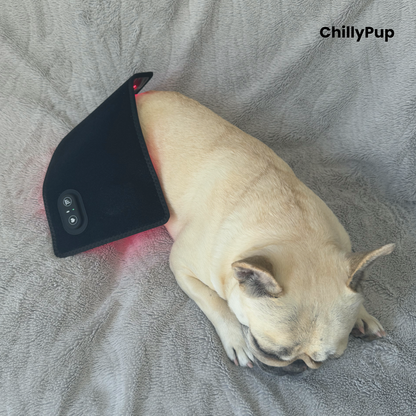 A light-coloured dog (Mila) lying on a grey blanket with a black pet redlight pad wrapped around her lower back. The redlight pad has a control panel and the brand name 'ChillyPup' is visible in the top right corner.