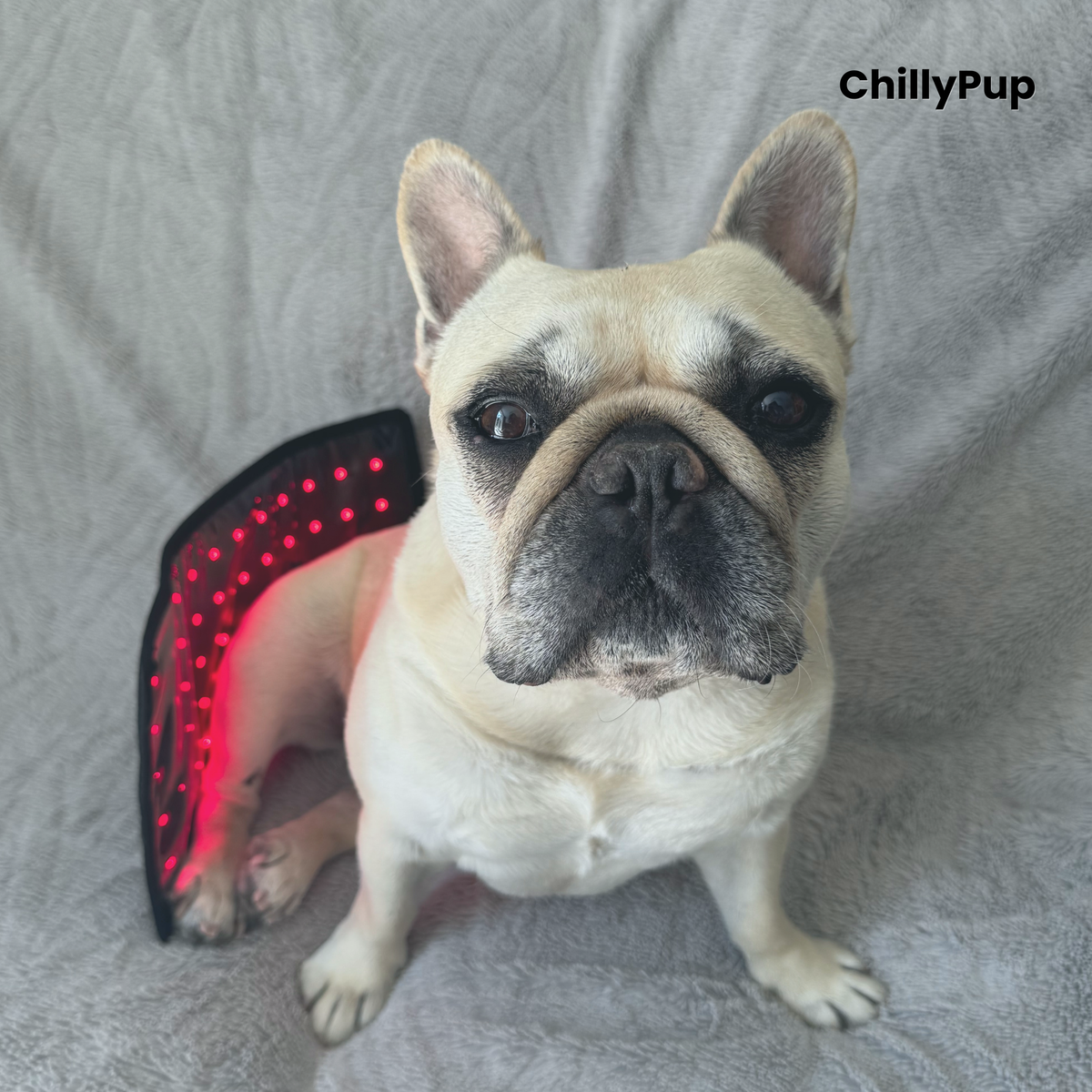 A light-coloured dog (Mila) sat looking at the camera on a grey blanket with a black pet redlight pad wrapped around her lower back. The redlight pad has a control panel and the brand name 'ChillyPup' is visible in the top right corner.