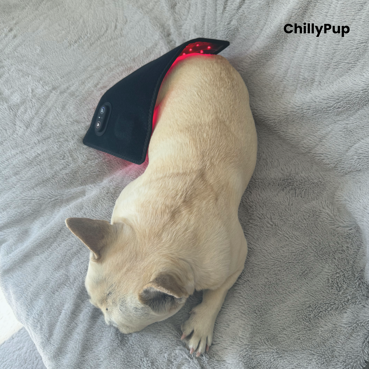 A light-coloured dog (Mila) lying on a grey blanket with a black pet redlight pad wrapped around her lower back. The redlight pad has a control panel and the brand name 'ChillyPup' is visible in the top right corner.