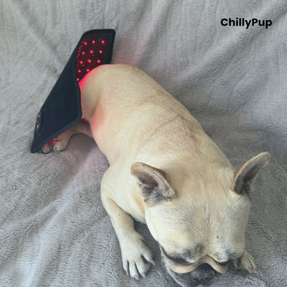 A light-coloured dog (Mila) lying on a grey blanket with a black pet redlight pad wrapped around her lower back. The redlight pad has a control panel and the brand name 'ChillyPup' is visible in the top right corner.
