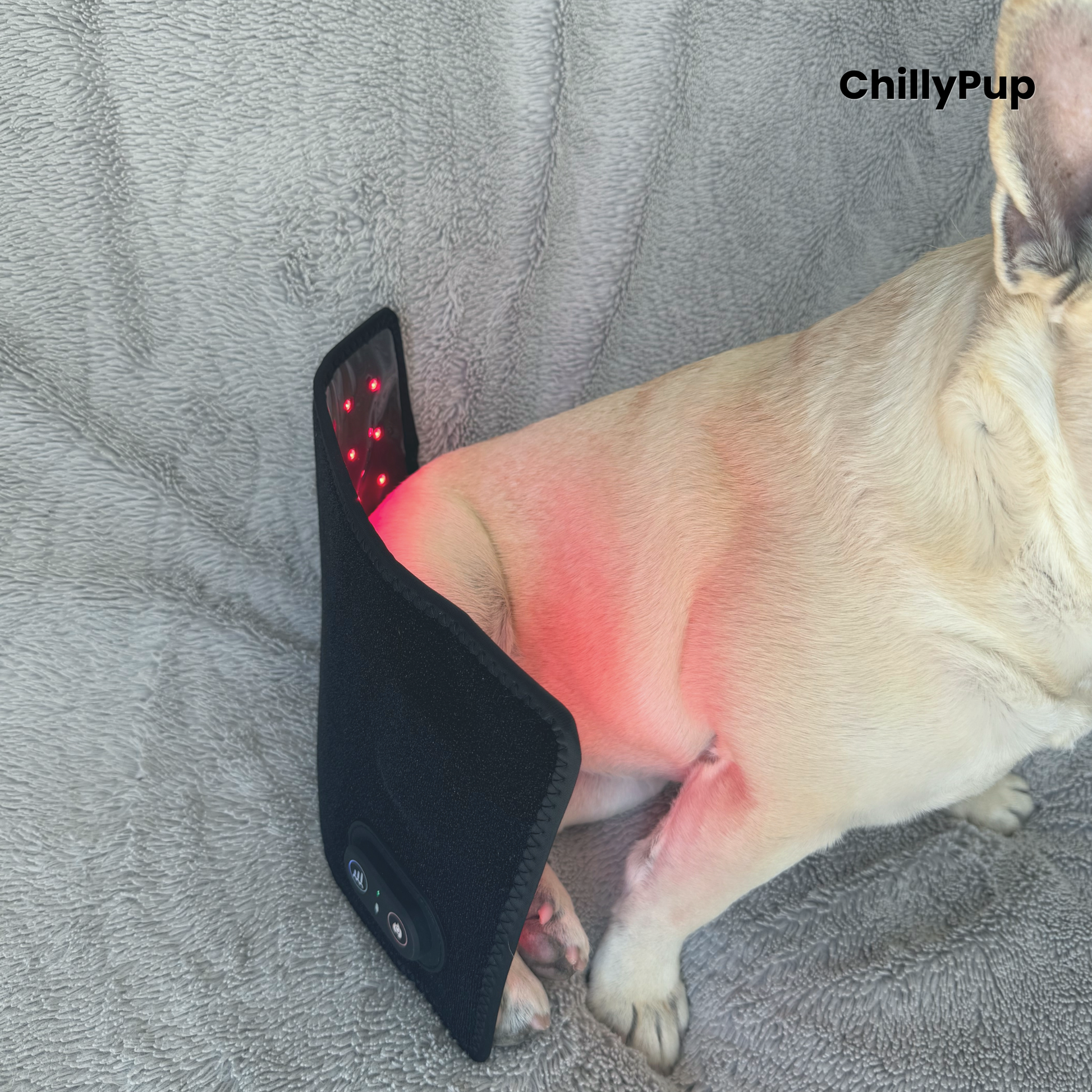 A light-coloured dog (Mila) lying on a grey blanket with a black pet redlight pad wrapped around her lower back. The redlight pad has a control panel and the brand name 'ChillyPup' is visible in the top right corner.