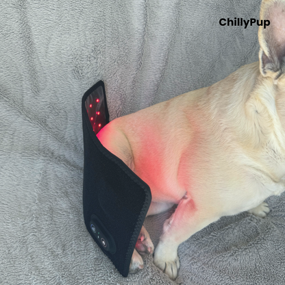 A light-coloured dog (Mila) lying on a grey blanket with a black pet redlight pad wrapped around her lower back. The redlight pad has a control panel and the brand name 'ChillyPup' is visible in the top right corner.