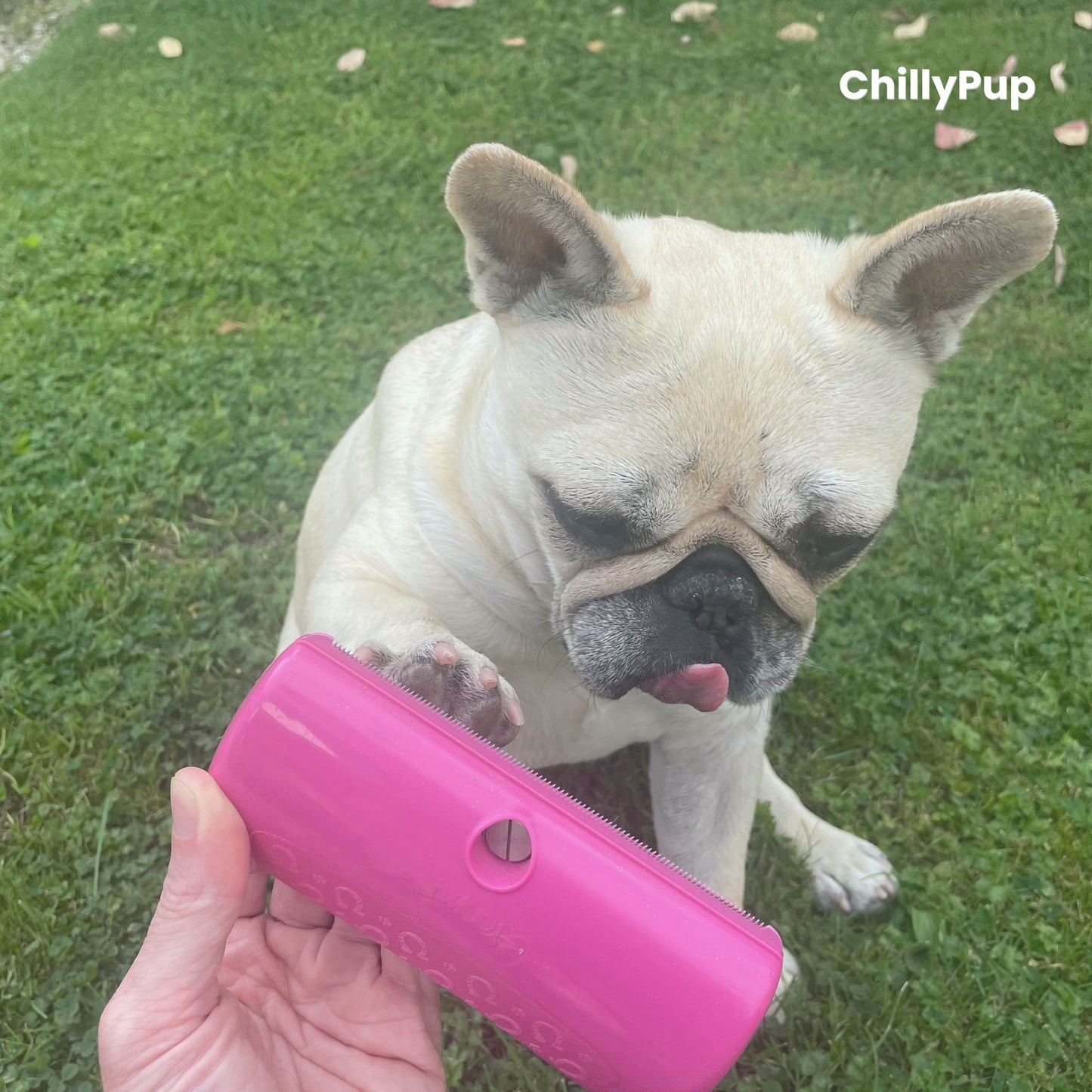 Dog (Mila) sitting on grass giving her paw with a pink Brush held by a hand, ChillyPup branding visible