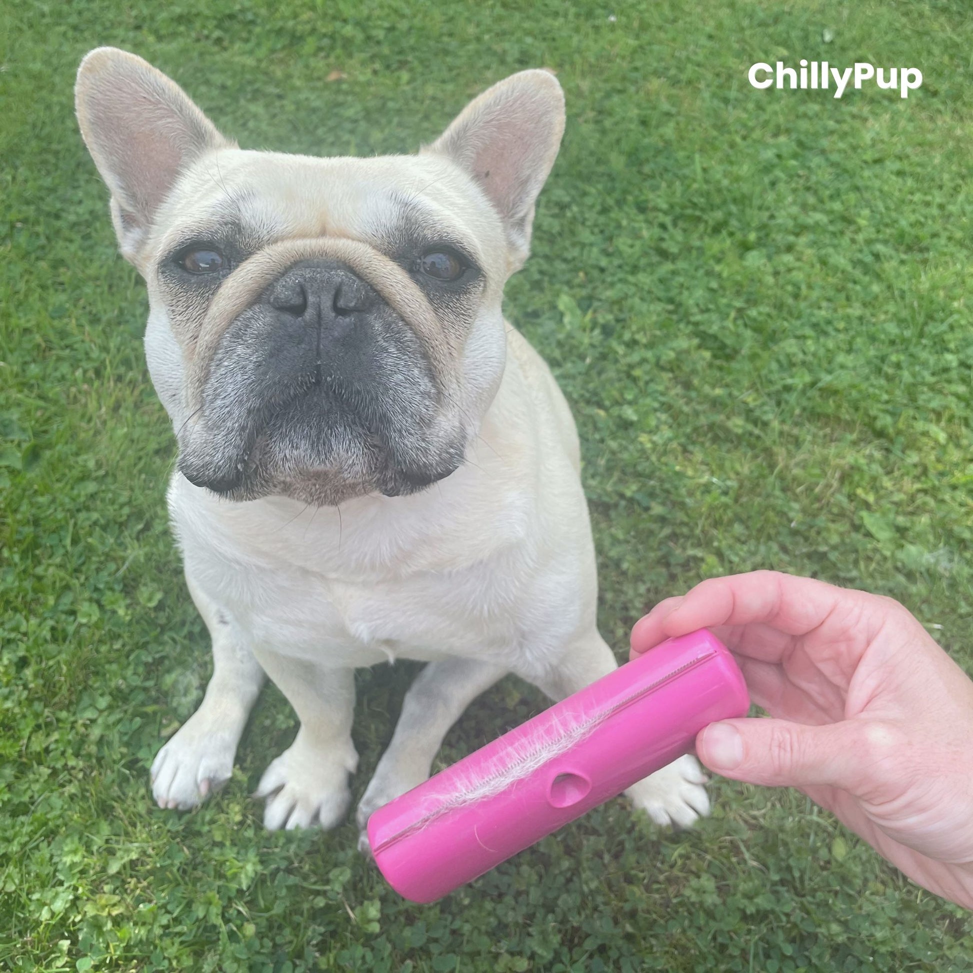 Dog (Mila) sitting on grass with a pink Brush held by a hand, ChillyPup branding visible