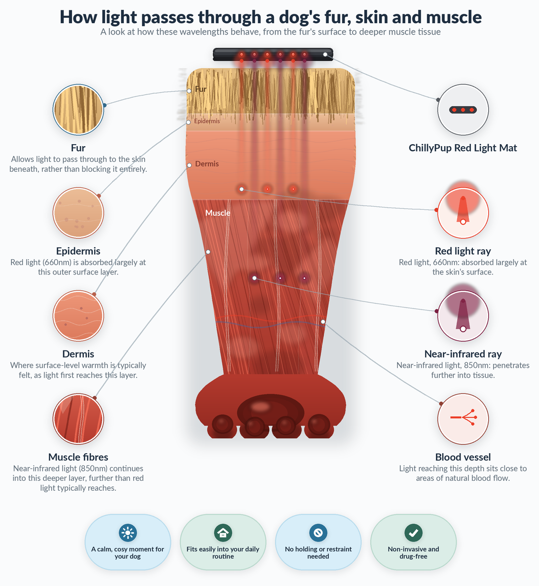 The science behind red light therapy