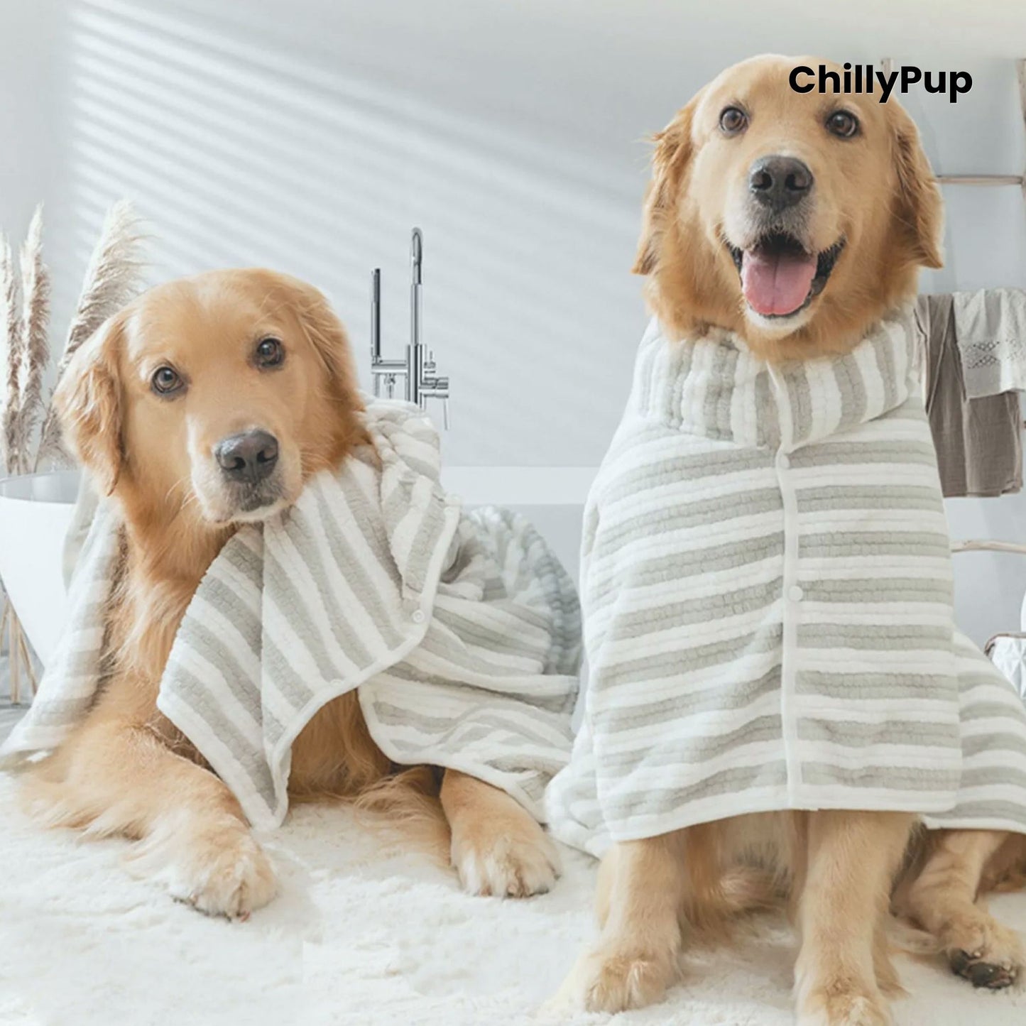 Two golden retrievers wearing striped pet robes in a room with Chilly pup branding.