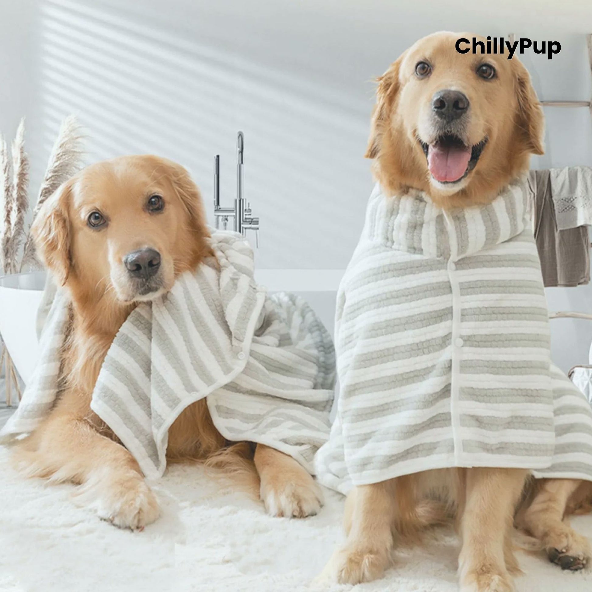 Two golden retrievers wearing striped pet robes in a room with Chilly pup branding.