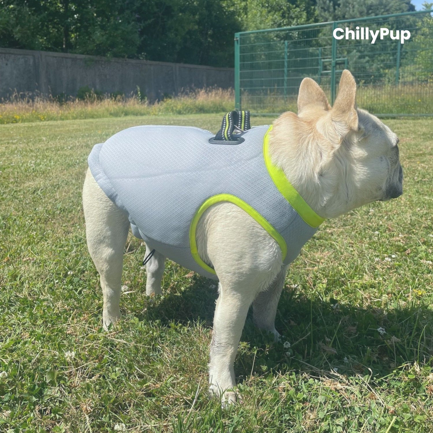 Dog wearing a grey and green cooling jacket on grass.