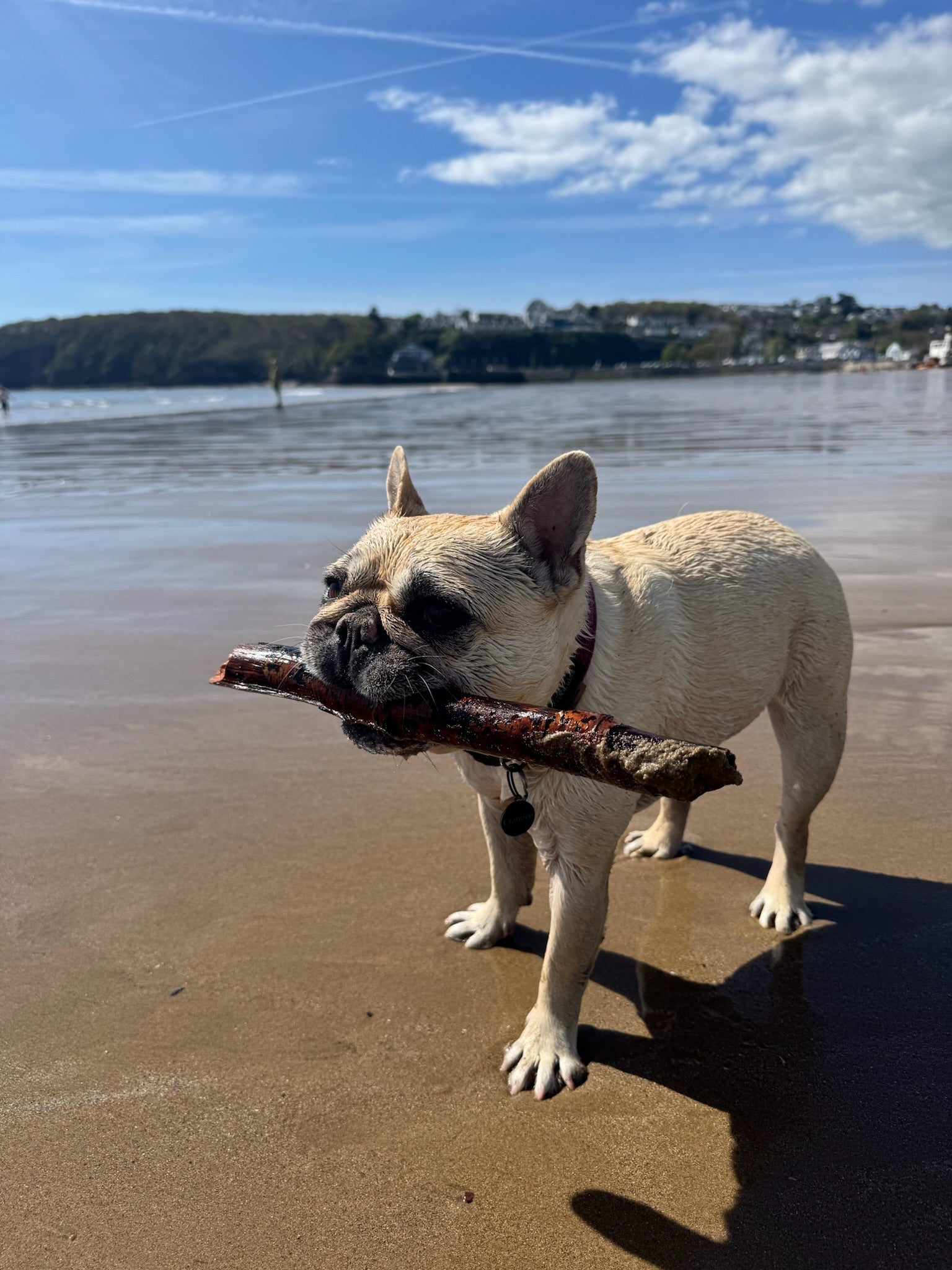 Mila on the beach with a stick