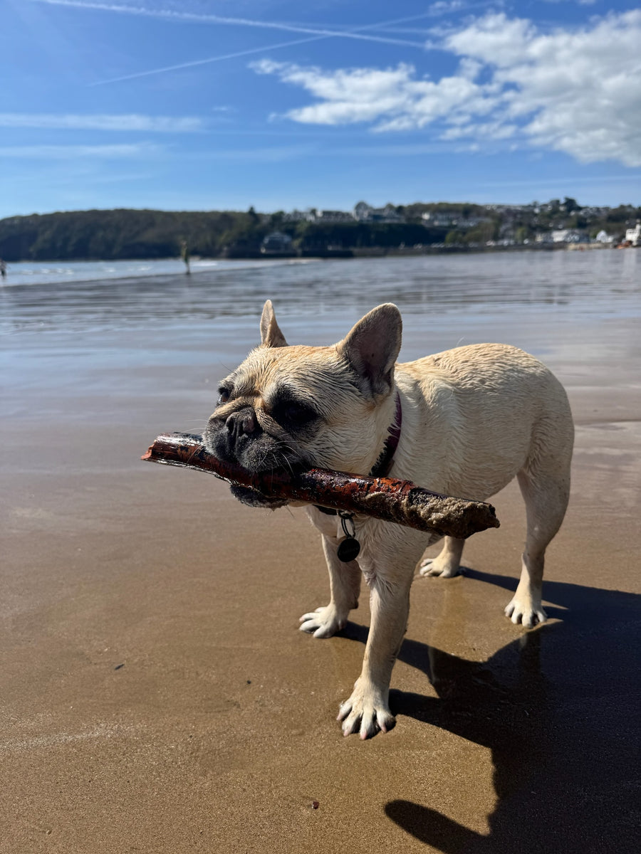 Mila on the beach