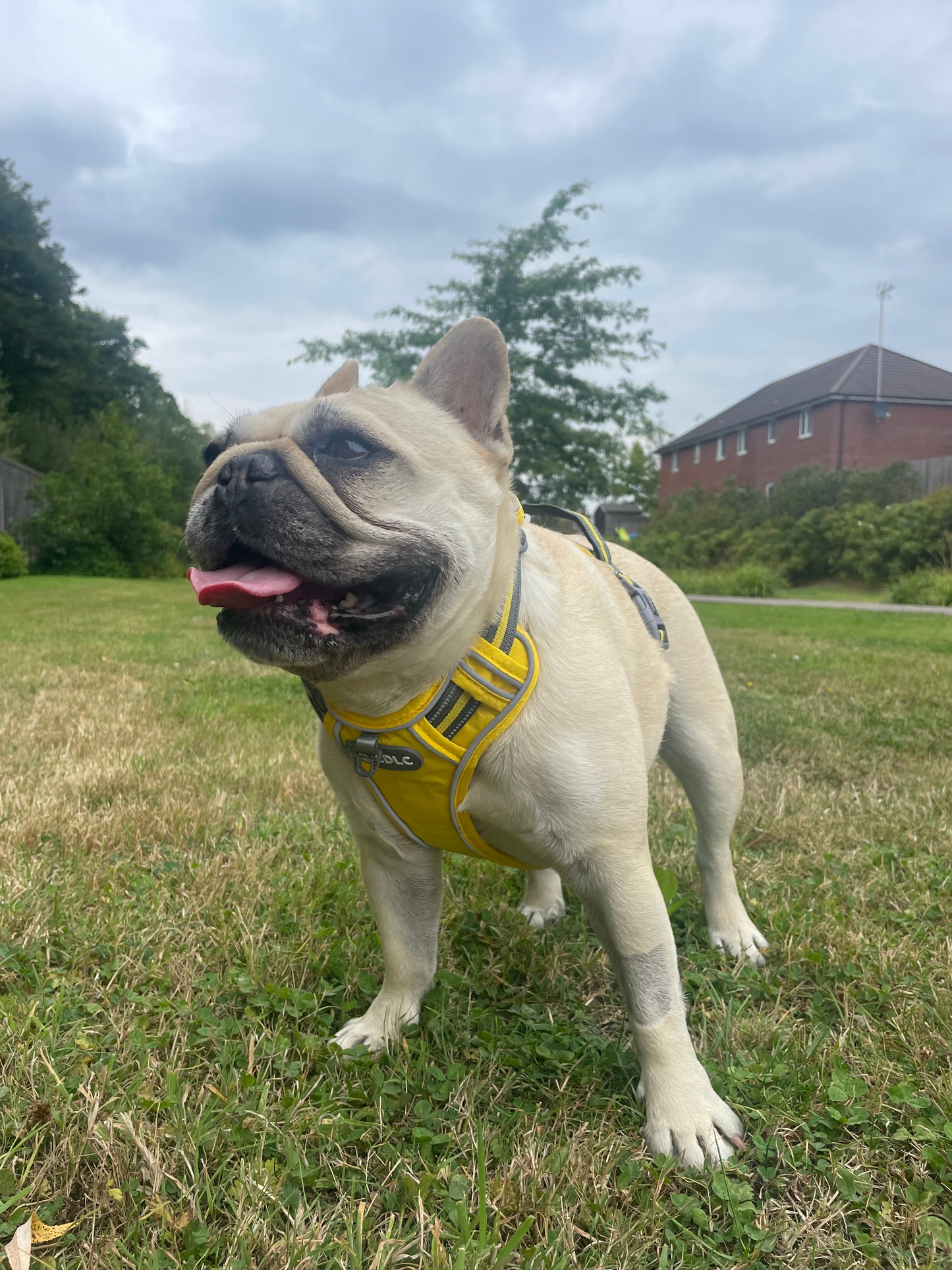 Mila wearing Yellow Harness on grass