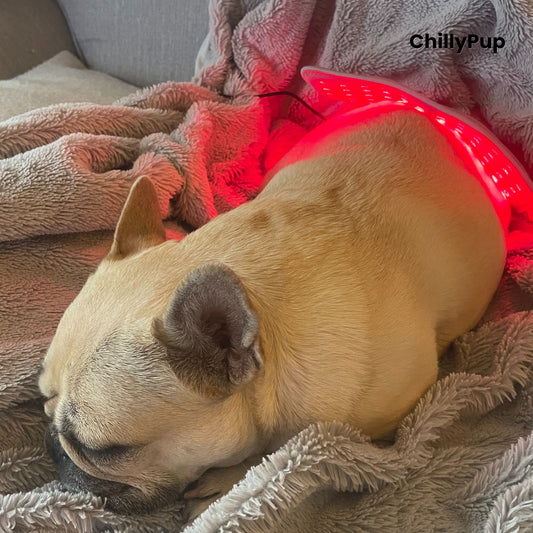 Mila using Red Glow Therapy Pad for Dogs while curled up in a blanket brnaded with ChillyPup