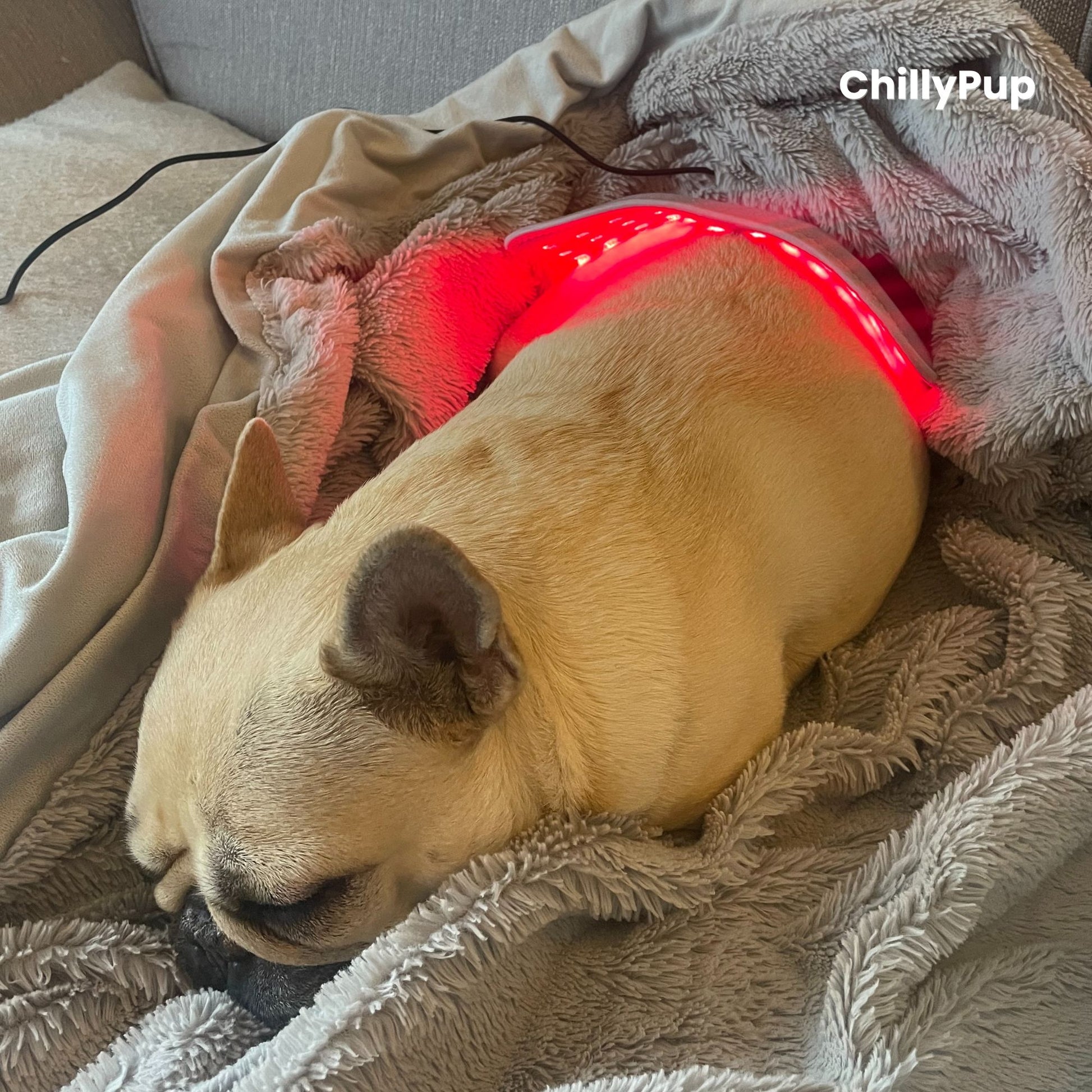 Mila using Red Glow Therapy Pad for Dogs while curled up in a blanket brnaded with ChillyPup