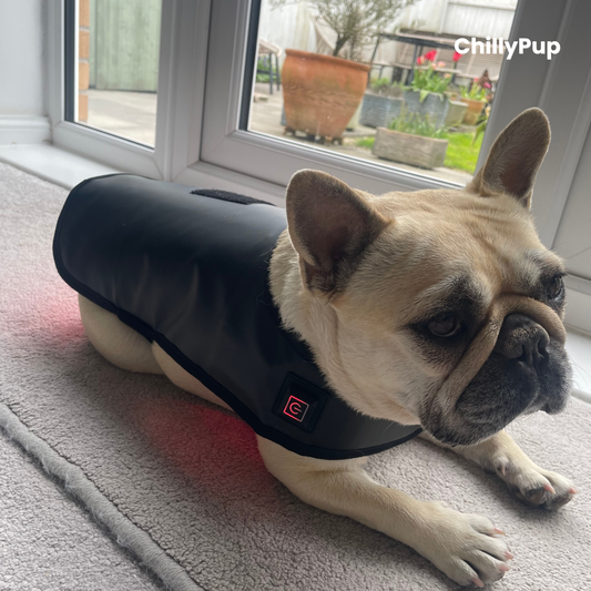 Mila wearing a black therapy wrap with visible chillypup branding, lying on a carpeted floor.