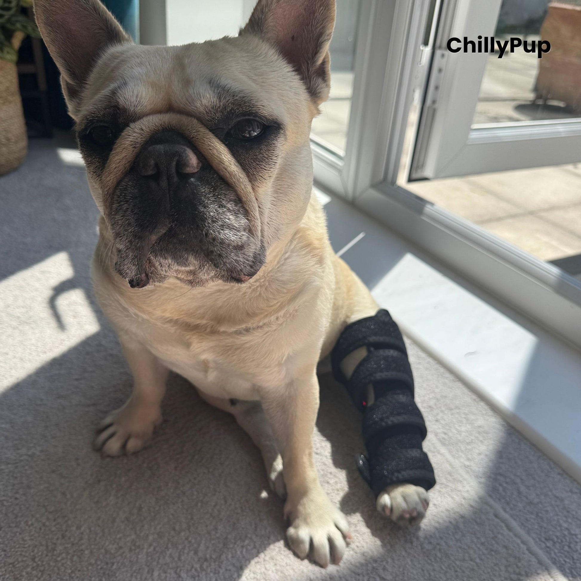 A fawn French Bulldog (Mila) sitting indoors on a carpeted floor near a glass door, wearing a black redlight leg wrap on one back leg. with ChillyPup Branding.