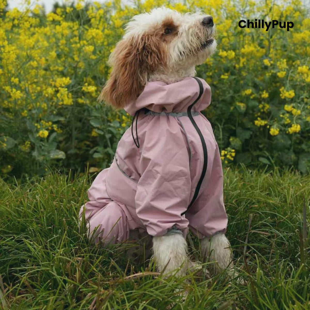 Dog wearing the Cloudburst Belly-Zip Dog Suit in Pink among yellow flowers