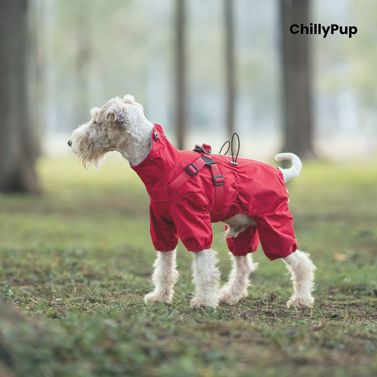 Dog wearing the Drizzle Harness Dog Raincoat in Red, with the lead clip on the built-in harness