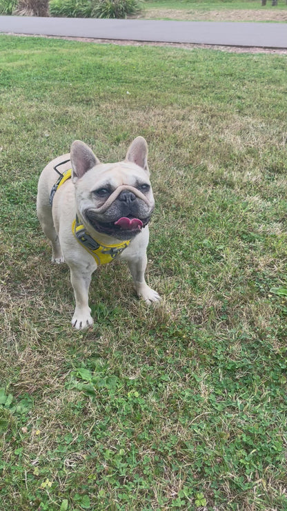 Reflective Adventure Harness